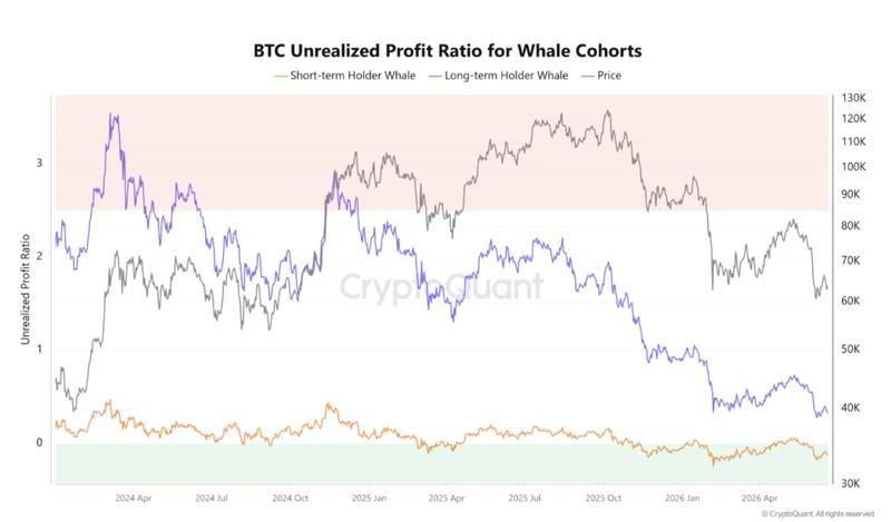 Bitcoin whale unrealized profit ratio