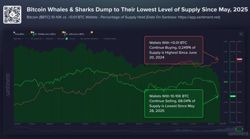 Bitcoin large wallet holders appear to be offloading aggressively